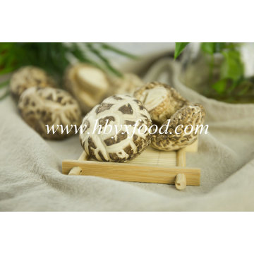 High Quality Dried Great White Flower Mushroom Dried Vegetable